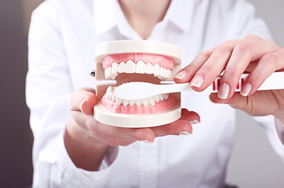 The image shows a person holding a model of a human mouth with teeth, likely for educational or demonstration purposes.